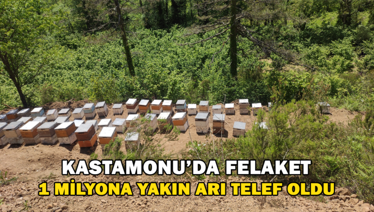 Kastamonu’Da 56 Arı Kovanı Zehirlendi: 1 Milyona Yakın Arı Telef Oldu