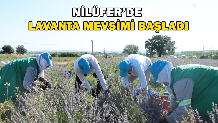 Nilüfer’de Lavanta Hasadı Başladı