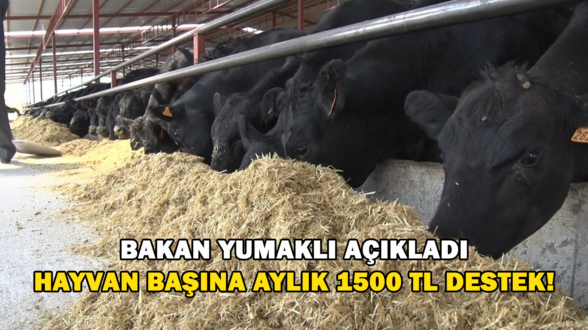 Bakan Yumaklı: “Hayvan Başına Aylık 1500 Lira, Yıllık Toplam 18 Bin Lira Bakım Ve Besleme Desteği Vereceğiz”
