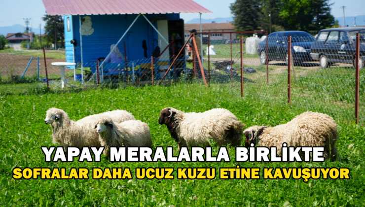 Yapay Meralarla Sofralara Daha Ucuz Kuzu Eti Geliyor