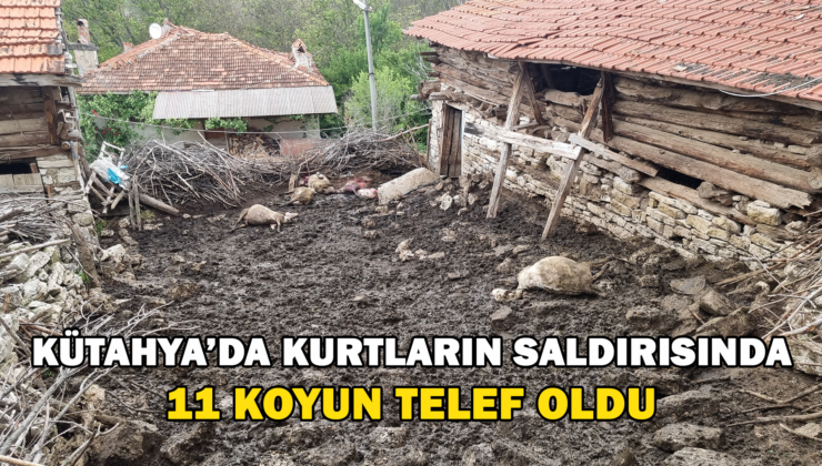 Kütahya’Da Kurtların Saldırısında 11 Koyun Telef Oldu