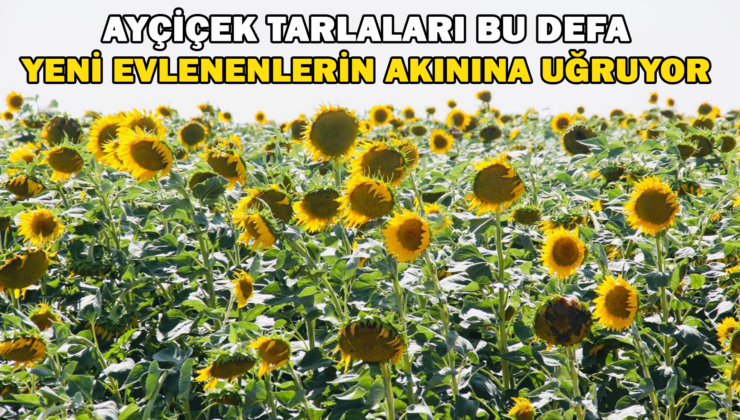 Sarıya Boyanan Araziler Yeni Evlenen Çiftlerin Akınına Uğruyor