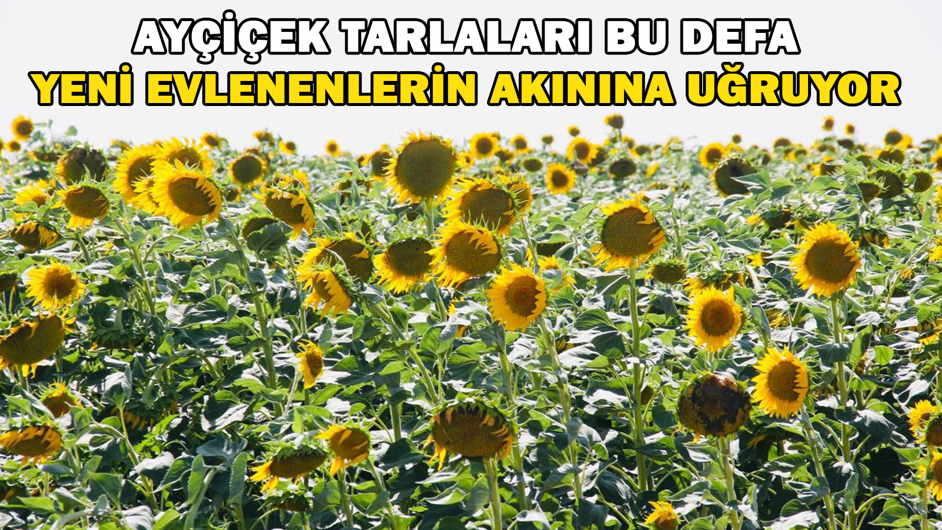 Sarıya Boyanan Araziler Yeni Evlenen Çiftlerin Akınına Uğruyor