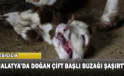 Malatya’da Doğan Çift Başlı Buzağı Şaşırttı