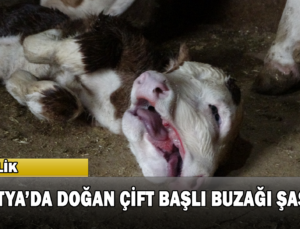 Malatya’da Doğan Çift Başlı Buzağı Şaşırttı