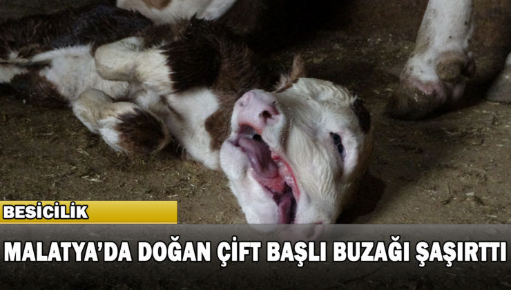 Malatya’da Doğan Çift Başlı Buzağı Şaşırttı