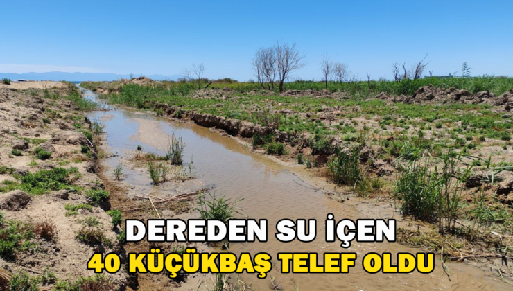 “Dereden Su İçen 40 Küçükbaş Hayvan Telef Oldu”