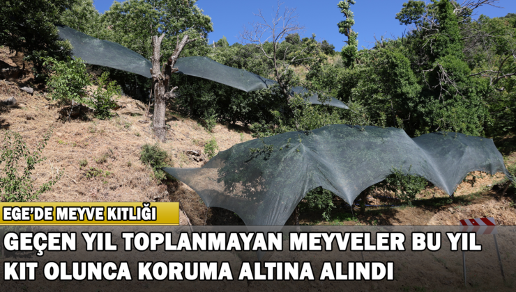 Geçen Yıl Toplanmayan Meyveler Bu Yıl Kıt Olunca Koruma Altına Alındı