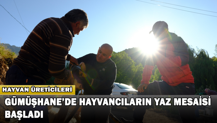 Gümüşhane’de Hayvancıların Yaz Mesaisi Başladı