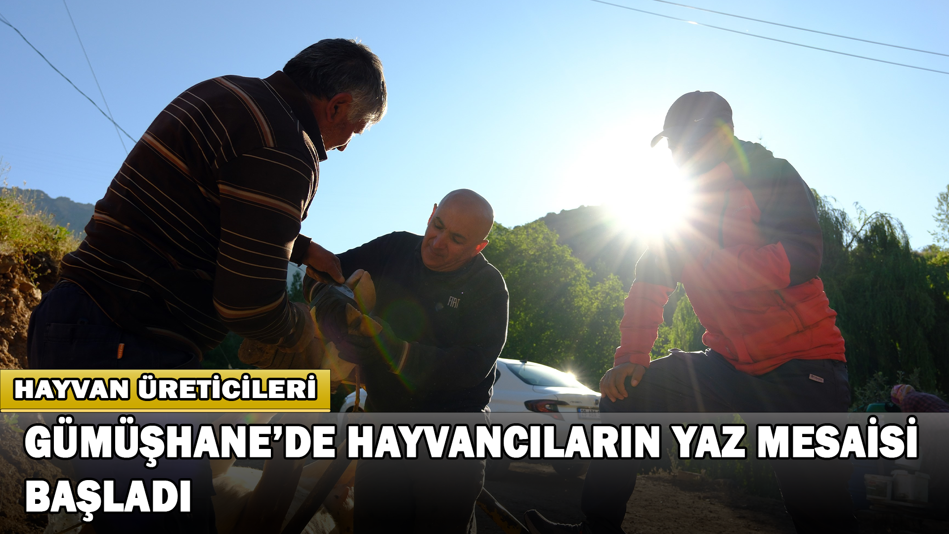 Gümüşhane’de Hayvancıların Yaz Mesaisi Başladı