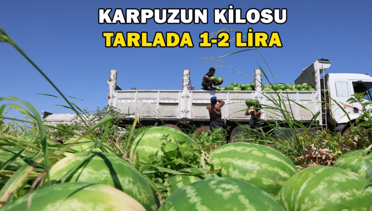 Diyarbakır Karpuzunda Hasat Devam Ediyor: Tarlada Kilosu 1-2 Lira