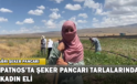 Patnos’ta Şeker Pancarı Tarlalarında “Kadın Eli”