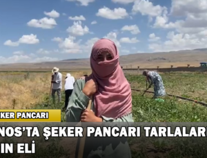 Patnos’ta Şeker Pancarı Tarlalarında “Kadın Eli”