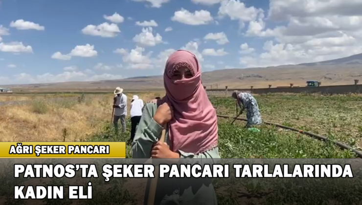 Patnos’ta Şeker Pancarı Tarlalarında “Kadın Eli”