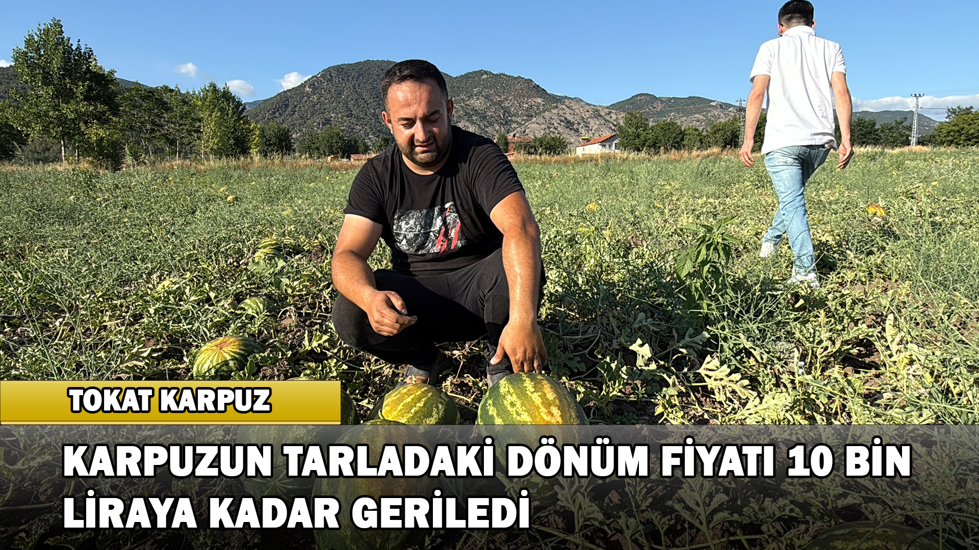 Tokat’ta Karpuzun Tarladaki Dönüm Fiyatı 10 Bin Liraya Kadar Geriledi