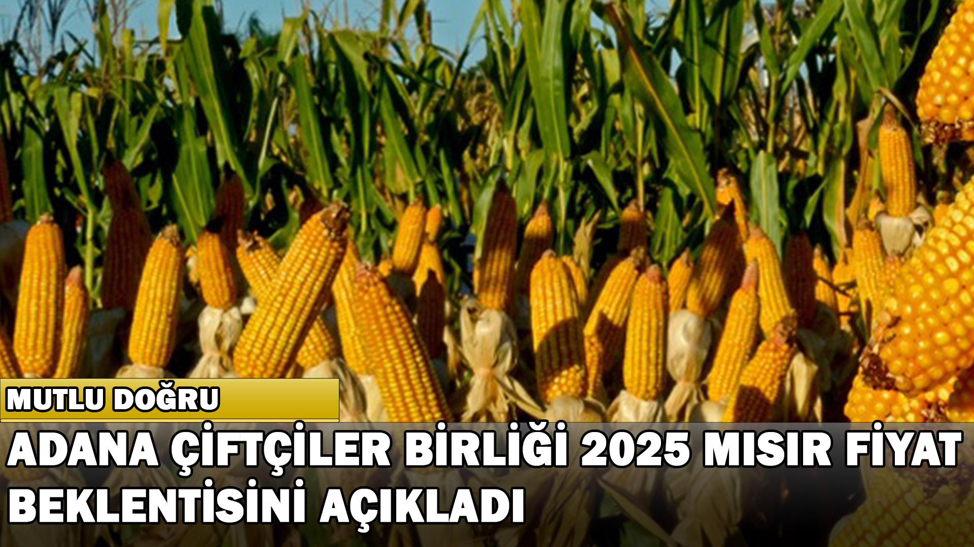 Adana Çiftçiler Birliği 2025 Yılı Mısır Fiyat Beklentisini Açıkladı