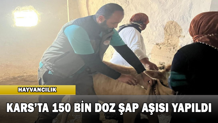 Kars’ta 150 Bin Doz Şap Aşısı Yapıldı