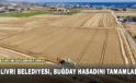 Silivri Belediyesi, Buğday Hasadını Tamamladı
