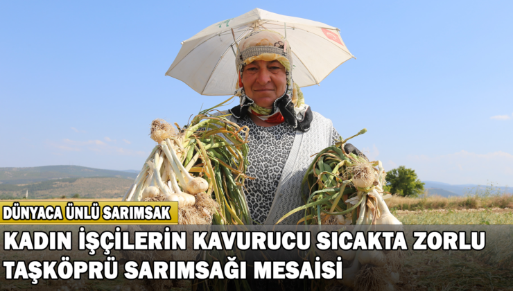 Kadın İşçilerin Kavurucu Sıcakta Zorlu Taşköprü Sarımsağı Mesaisi