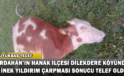 Ardahan’da Yıldırım Düştü, 5 İnek Telef Oldu