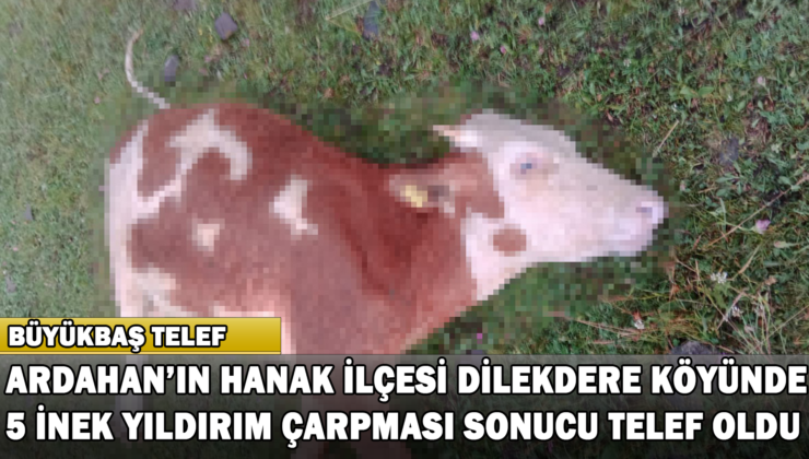 Ardahan’da Yıldırım Düştü, 5 İnek Telef Oldu