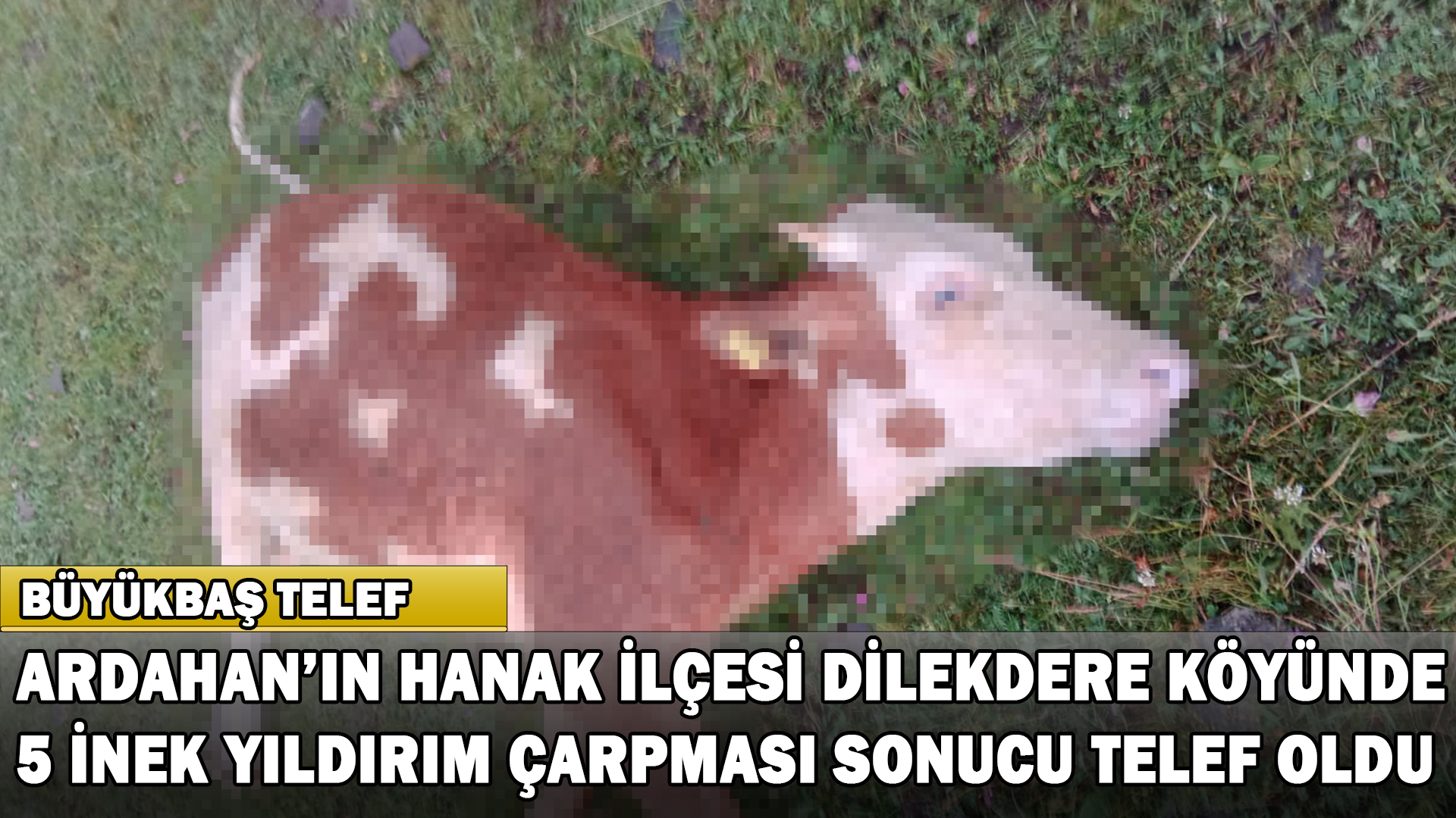 Ardahan’da Yıldırım Düştü, 5 İnek Telef Oldu