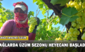 Bağlarda Üzüm Sezonu Heyecanı Başladı
