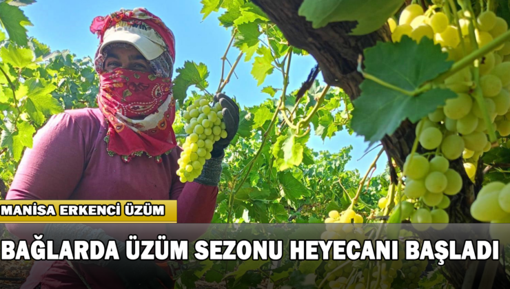 Bağlarda Üzüm Sezonu Heyecanı Başladı
