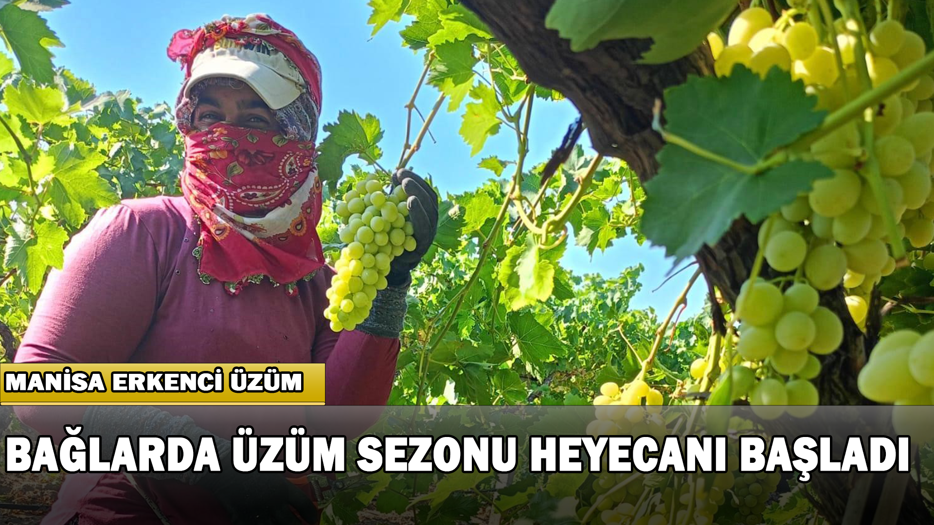 Bağlarda Üzüm Sezonu Heyecanı Başladı