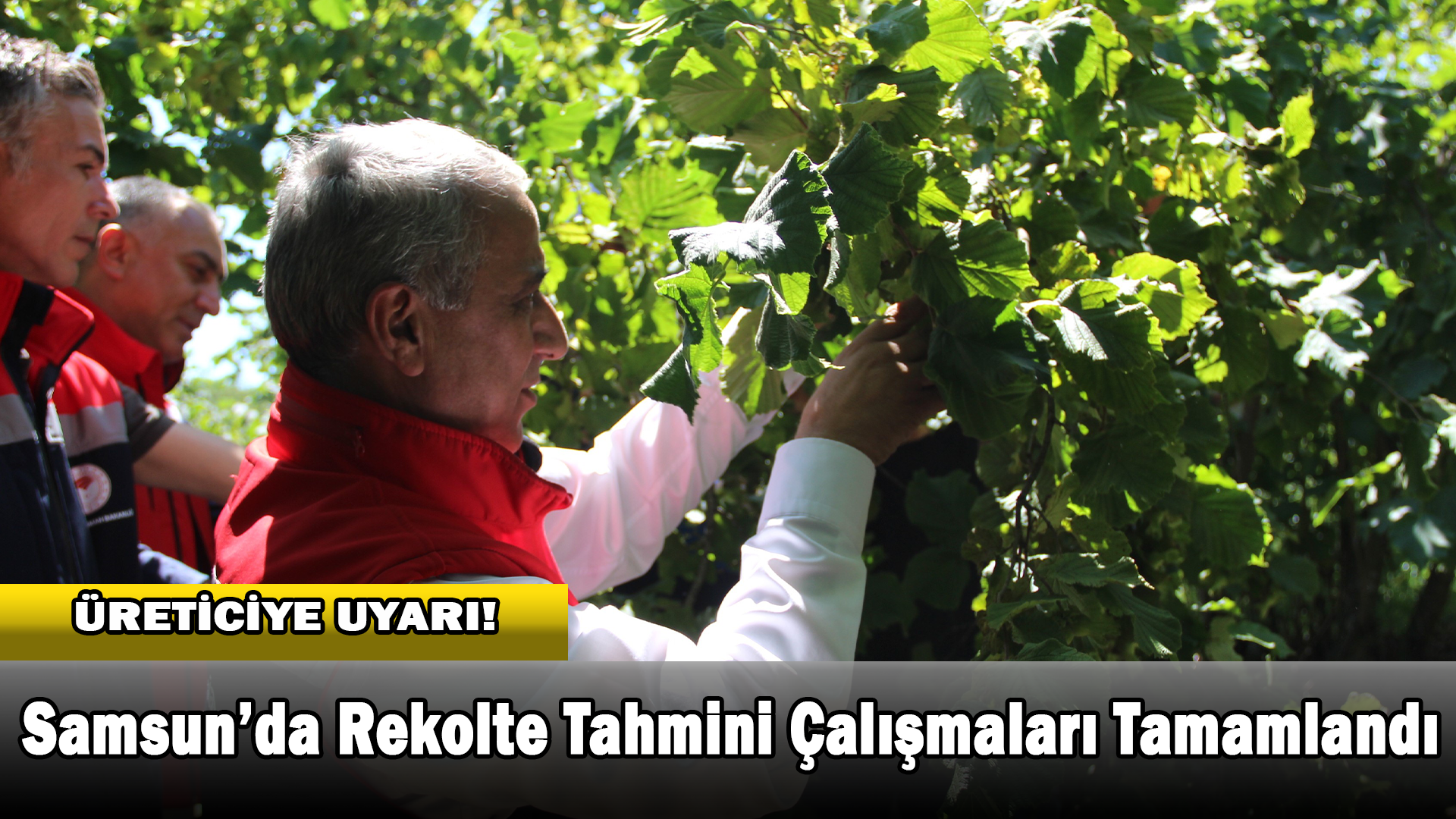 Türkiye’de En Çok Fındık Üretilen İkinci İl Olan Samsun’da Rekolte Tahmini Çalışmaları