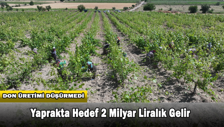 Don Geciktirdi Ama Üretim Düşmedi, Yaprakta Hedef 2 Milyar Liralık Gelir
