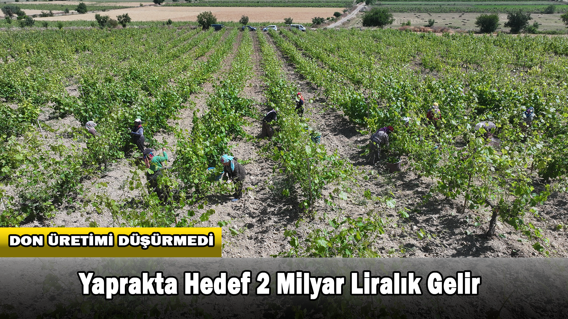 Don Geciktirdi Ama Üretim Düşmedi, Yaprakta Hedef 2 Milyar Liralık Gelir