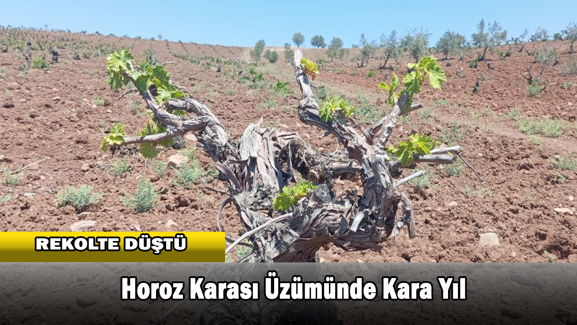 Horoz Karası Üzümünde Kara Yıl