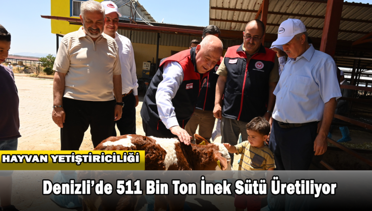 Denizli’de 511 Bin Ton İnek Sütü Üretiliyor
