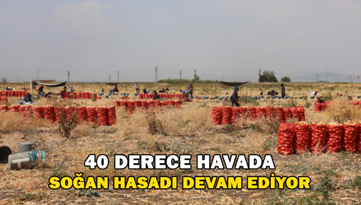 Sıcaklıkların 40 Dereceyi Geçtiği Amik Ovası’nda Soğan Hasadı Devam Ediyor