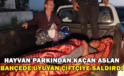 Hayvan Parkından Kaçan Aslan Bahçede Uyuyan Çiftçiye Saldırdı