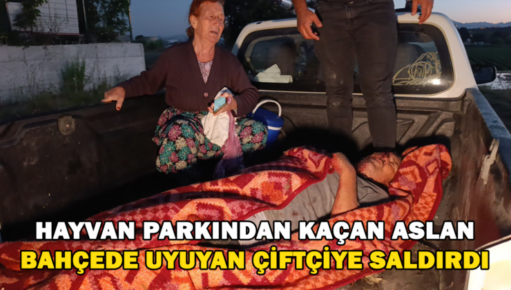 Hayvan Parkından Kaçan Aslan Bahçede Uyuyan Çiftçiye Saldırdı