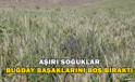 Adilcevaz’da Aşırı Soğuktan Dolayı Buğday Başakları Boş Kaldı