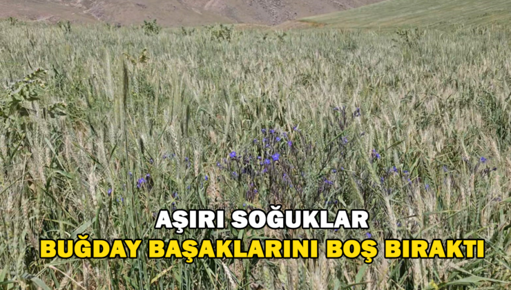 Adilcevaz’da Aşırı Soğuktan Dolayı Buğday Başakları Boş Kaldı