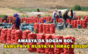 Amasya’da Bu Yıl Soğan Bol: Avrupa Ve Rusya’ya İhraç Edildi