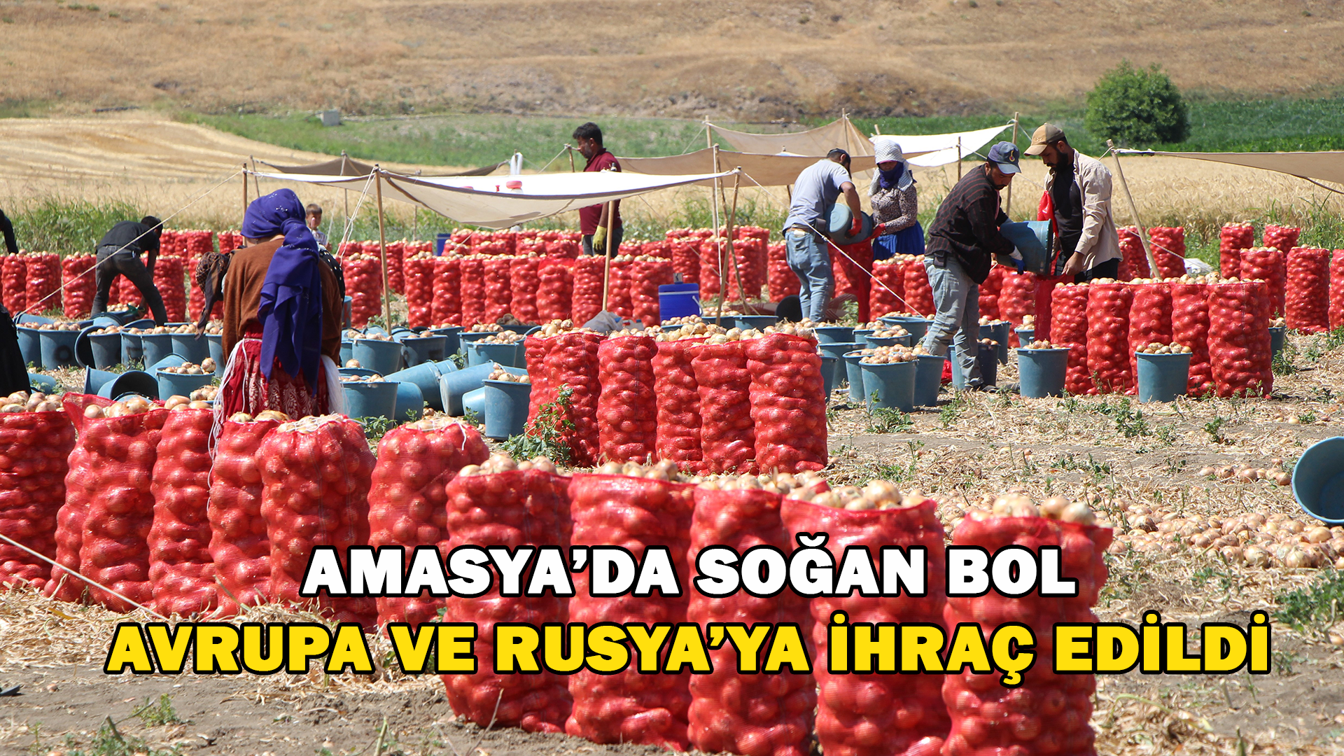 Amasya’da Bu Yıl Soğan Bol: Avrupa Ve Rusya’ya İhraç Edildi