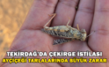 Tekirdağ’da Çekirge İstilası