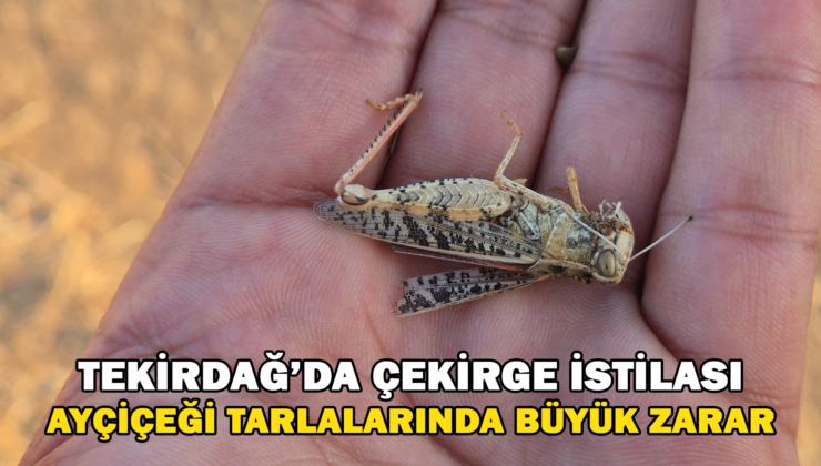 Tekirdağ’Da Çekirge İstilası