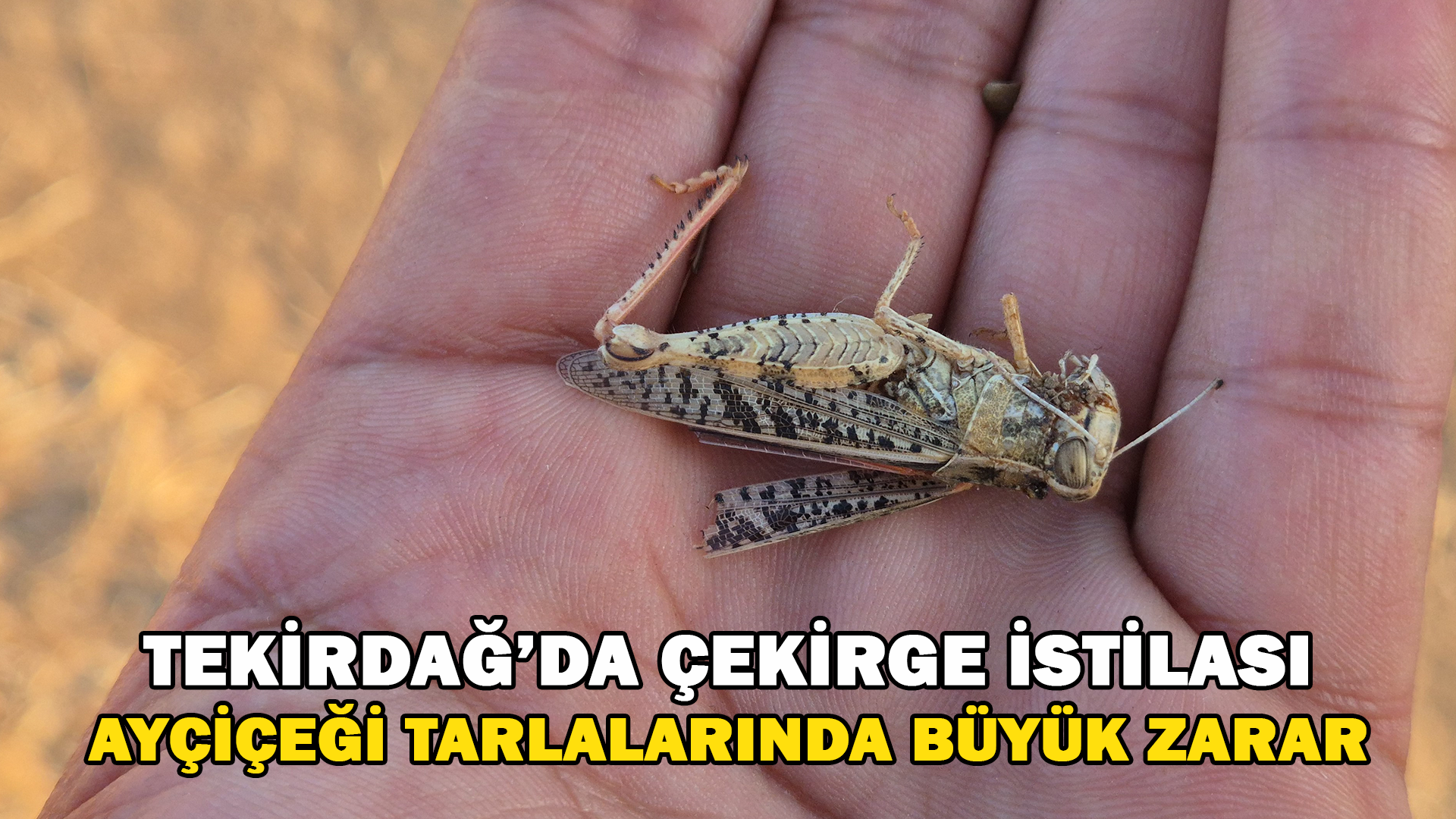 Tekirdağ’da Çekirge İstilası