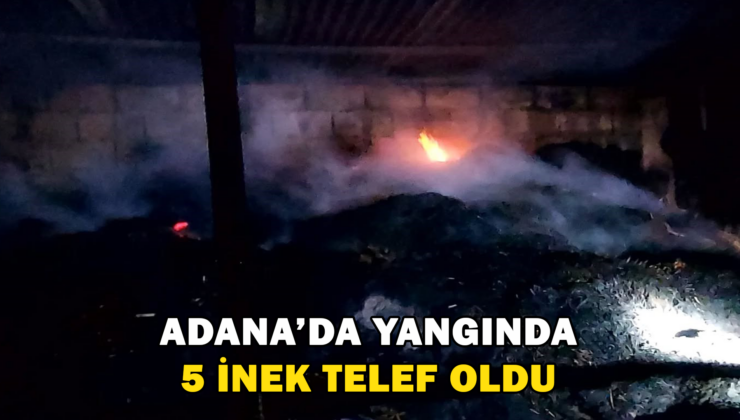 Adana’Da Yangın 5 İnek Telef Oldu