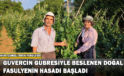 Güvercin Gübresiyle Beslenen Doğal Fasulyenin Hasadı Başladı