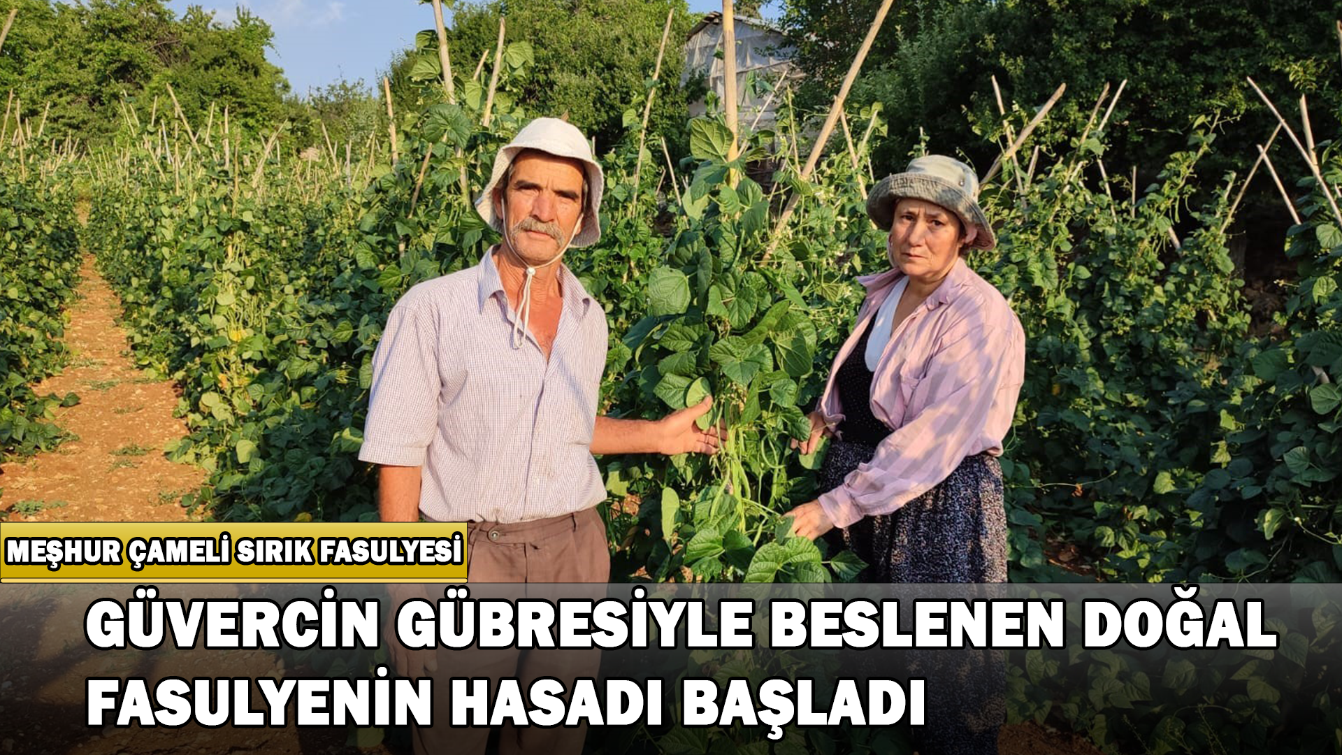 Güvercin Gübresiyle Beslenen Doğal Fasulyenin Hasadı Başladı