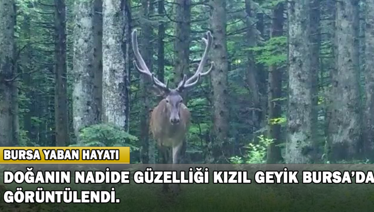 Doğanın Nadide Güzelliği Kızıl Geyik Bursa’da Görüntülendi