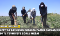 Hatay’da Kavurucu Sıcakta Pamuk Tarlasında 650 Tl Yevmiyeye Zorlu Mesai