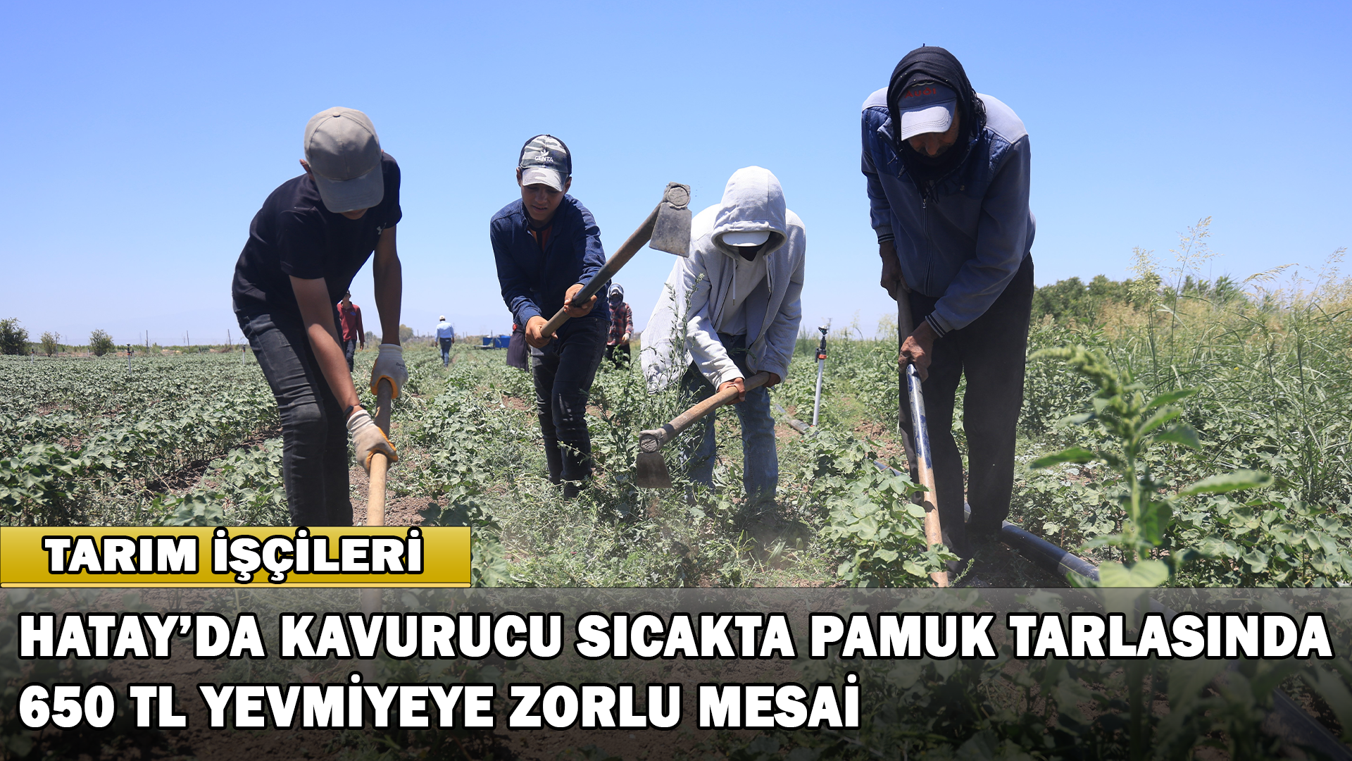 Hatay’da Kavurucu Sıcakta Pamuk Tarlasında 650 Tl Yevmiyeye Zorlu Mesai